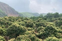 Vùng vải thiểu Bắc Giang chuẩn bị cho mùa vụ 2020
