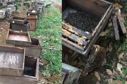 Nghi án 315 thùng ong bị đầu độc bằng hóa chất ở Quảng Trị