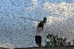 Ấn Độ chuẩn bị cho cuộc chiến với cơn bão châu chấu từ Sừng châu Phi