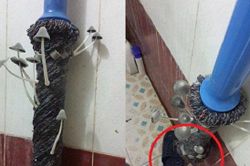 Sang thăm bạn gái, chàng trai 'rợn người' khi thấy cây chổi lau nhà mọc lên thứ không ngờ