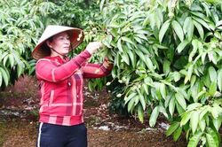 Bộ trưởng Nguyễn Xuân Cường: Phấn đấu để 'vải được mùa, được giá'