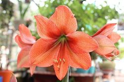 Lạc quan 'ở nhà mùa dịch'