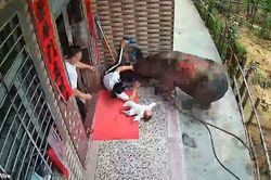 Người mẹ đang bế con đứng trước cửa nhà bị trâu điên húc văng vào tường