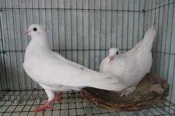 Thu lãi hàng trăm triệu đồng từ mô hình nuôi chim bồ câu Pháp