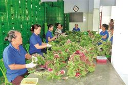 Bình Chánh xây dựng nông thôn mới