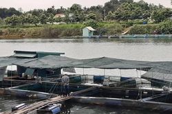 Hàng chục tấn cá diêu hồng tại Thừa Thiên - Huế đang chờ 'giải cứu'