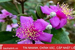 Tháng tư, tím biếc những đồi hoa sim ở Hà Tĩnh