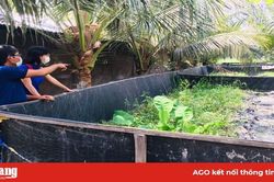 Hiệu quả mô hình hợp tác nuôi lươn
