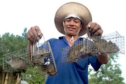 Cảnh báo về việc dùng bả độc để diệt chuột