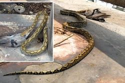 Ghét cảnh đông người, trăn lôi chim vào bụi rậm để làm thịt