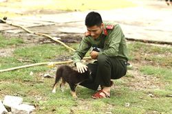Những người bạn thủy chung của lính đảo ở Trường Sa