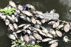 Cá chết nổi trắng trên kênh Đa Cô
