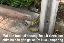 Trăn khủng đoạt mạng bồ câu rồi lôi vào bụi rậm