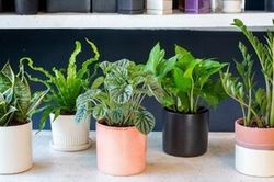 Cách sắp xếp phong thủy ngôi nhà để sức khỏe dồi dào