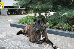 Chuyện chú chó trung thành chờ đợi chủ nhân trở về trong suốt 3 năm