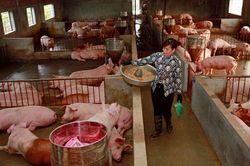 Hà Nội đẩy mạnh khôi phục, phát triển đàn lợn thương phẩm