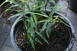 Không trồng cây này ngay trong nhà bạn sẽ hối hận cả đời - dưới đây chính là nguyên nhân