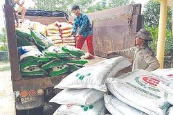Supe Lâm Thao: Hỗ trợ hàng loạt địa phương mua phân bón trả chậm