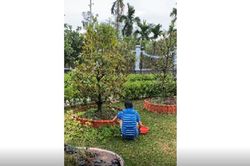 Hoài Linh hái rau ở nhà thờ Tổ