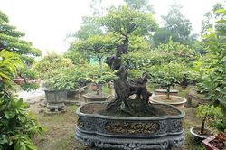 Đại gia Việt 'dốc tiền tỷ' chơi bonsai khế, coi như 'báu vật' trong nhà