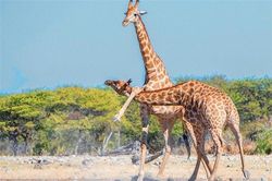 Kinh hoàng màn 'đấu võ' của hươu cao cổ vốn dĩ hiền lành