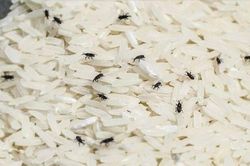 Mẹo bảo quản gạo không bị mối mọt, ẩm mốc từ nguyên liệu tự nhiên