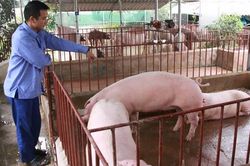 Sóc Sơn tập trung tái đàn lợn có kiểm soát
