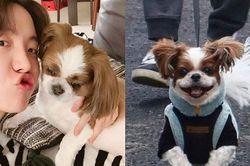 J-Hope BTS bị cún cưng Mickey 'phân biệt đối xử'
