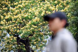 Cây cổ thụ hơn 300 năm tuổi ra hoa đẹp ngỡ ngàng giữa Hà Nội