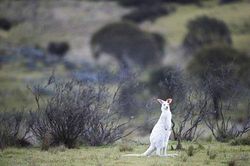 Ngắm vẻ đẹp kỳ lạ của chú chuột túi bạch tạng ở Australia