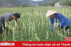 Những mô hình trồng hoa theo hướng thâm canh