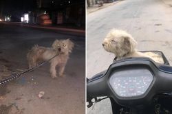Xúc động trước câu chuyện chú chó thất lạc một năm trước được chủ tìm thấy tại hàng thịt chó mèo như phép màu giữa đời thường