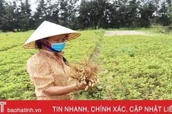 Thu hoạch lạc sớm, nông dân Thạch Văn phấn khởi vì được giá