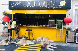 Chủ quán cà phê Đà Lạt lên tiếng về vụ quán bị tố ngược đãi chó mèo