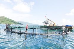 Nuôi thủy sản trên biển theo hướng công nghiệp