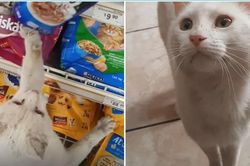 Chú mèo hoang thông minh 'dụ' một người mua thức ăn cho mình, rồi được nhận nuôi luôn