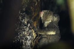 Phát hiện bất ngờ loài koala uống nước từ cây