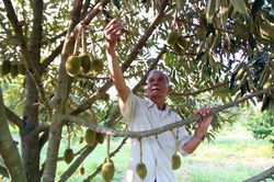 Lão nông làm giàu nhờ sầu riêng