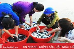 Hải sản đa dạng và được giá, ngư dân Nghi Xuân thêm vui