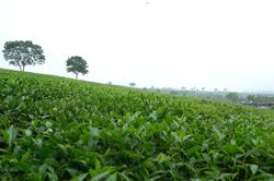 Khám phá vẻ đẹp 'Thảo nguyên xanh' giữa núi rừng Tây Bắc