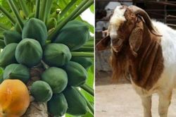 Đu đủ và dê dương tính với virus corona, Tanzania nghi máy xét nghiệm bị lỗi