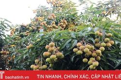 Thu hoạch 'lệch pha', vải thiều Yên Hòa đắt hàng từ đầu vụ