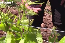 Lò rượu Pháp cho khách thử trực tuyến để bán hàng giữa dịch COVID-19