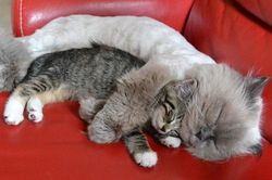 Những hành động đáng yêu của thú cưng khiến bạn 'tan chảy'