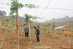 Công ty cổ phần Thực phẩm xuất khẩu Đồng Giao: Nhiều chính sách khuyến khích liên kết sản xuất và tiêu thụ sản phẩm