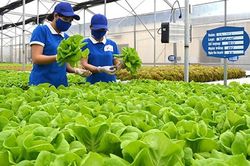 Kêu gọi đầu tư vào 11 dự án thuộc lĩnh vực nông nghiệp