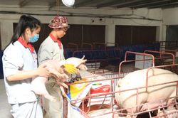 Gian nan tái đàn lợn