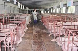 Tìm giải pháp thúc đẩy phát triển chăn nuôi lợn