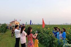 Cánh đồng hoa đa sắc ở Nam Đàn mở cửa đón du khách