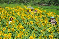 Đắm mình trong vườn hoa hướng dương rực rỡ tại Ninh Bình